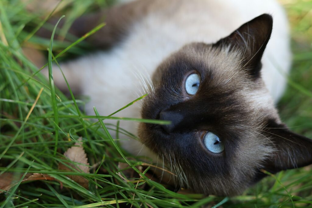 gato siamês na grama