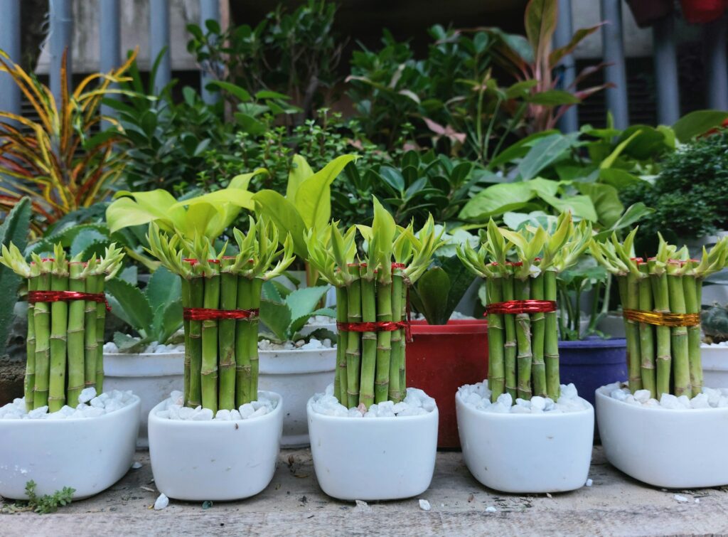 plantas que trazem sorte bambu da sorte em vaso