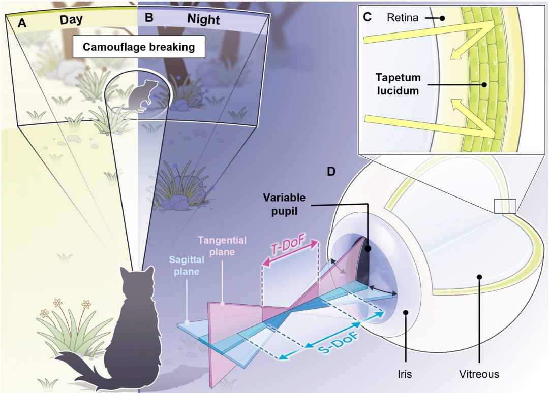 Tecnologia inspirada nos olhos de gatos para melhorar a interação em ambientes de luz variável. Imagem: Min Su Kim et al. - 10.1126/sciadv.adp2809