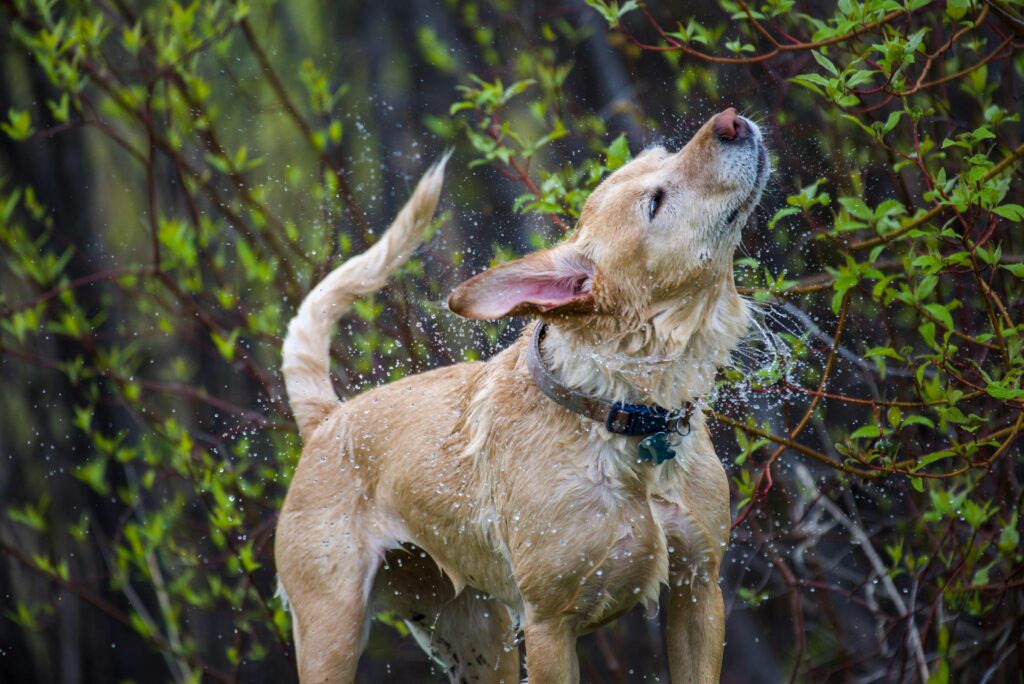 Há um estudo científico por trás da sacudida dos cachorros. Imagem: Pexels