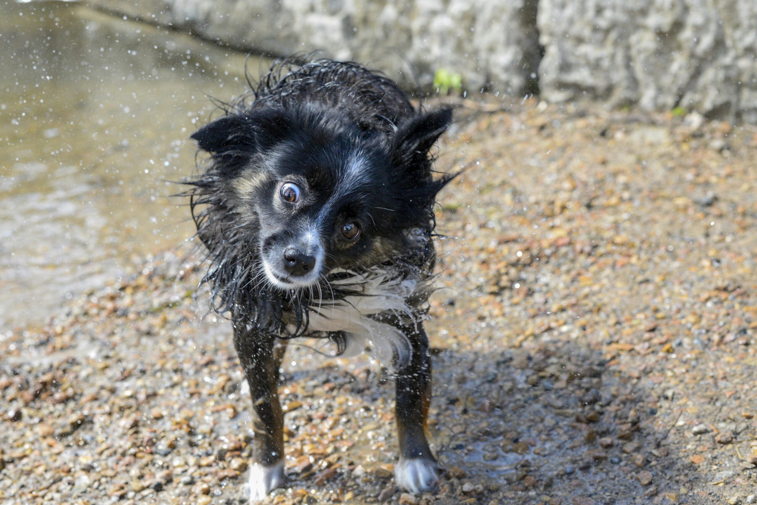 A sacudida dos cães é um comportamento instintivo e complexo. Imagem: Pexels