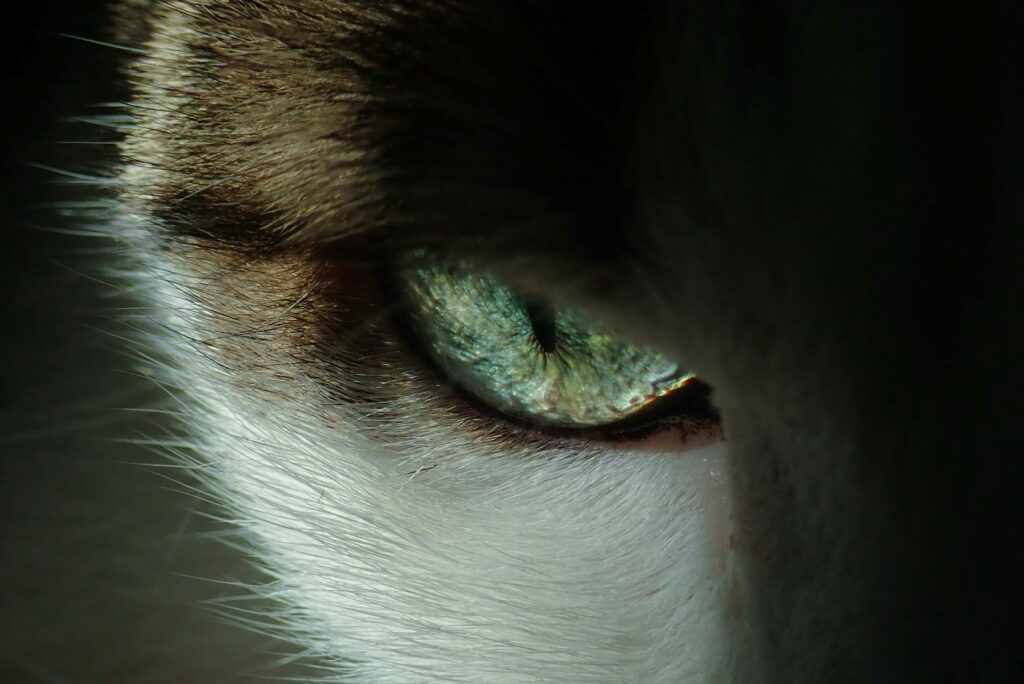 Robôs agora possuem visão adaptável, inspirada nos olhos de gatos. Imagem: Pexels