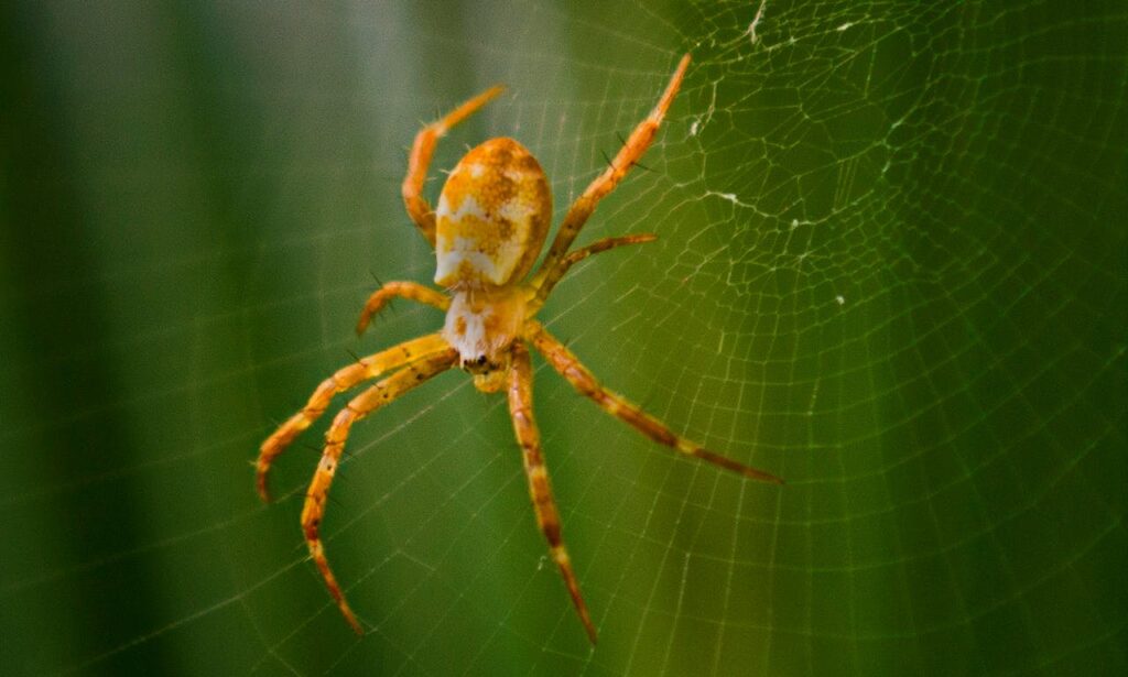 sonhar com aranha significados