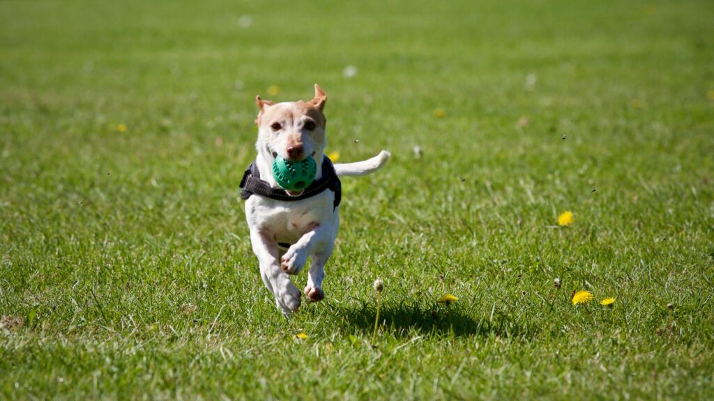 Os cachorros têm características únicas e incríveis. Imagem: Pexels