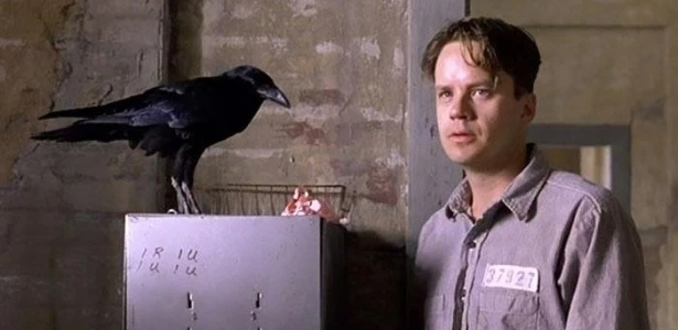 Andy Dufresne interage com o corvo Jake na biblioteca da prisão em "Um Sonho de Liberdade".