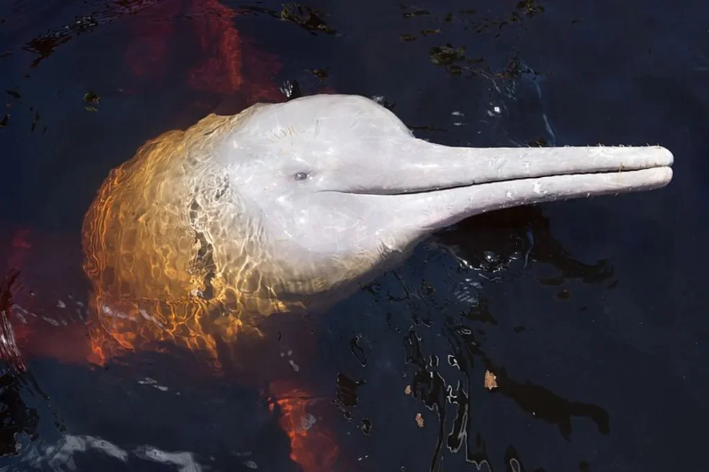 Delfim de água doce, uma espécie ameaçada de extinção, nadando na água.