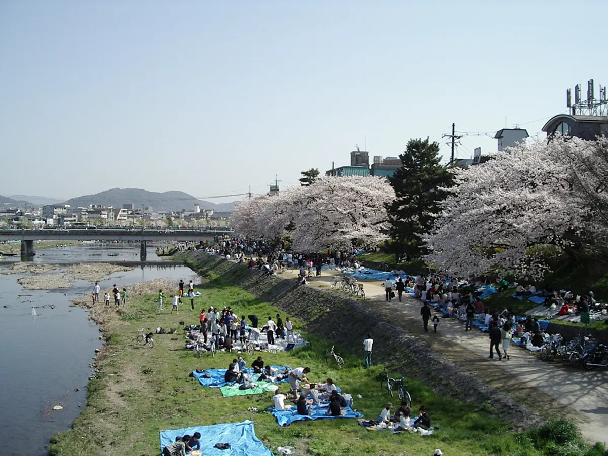 Pessoas desfrutando do Hanami, apreciando as cerejeiras em flor em um parque japonês, com piqueniques ao ar livre.