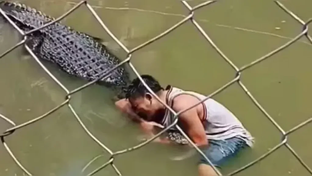 Homem se aproxima de crocodilo confundido com estátua em situação perigosa