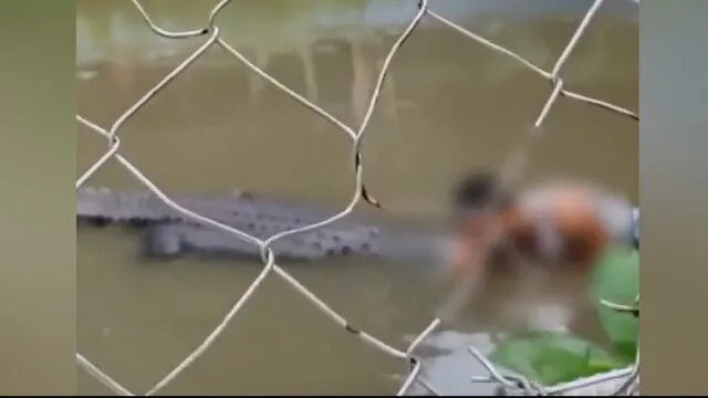 Homem em risco de ataque ao crocodilo devido à confusão com uma estátua