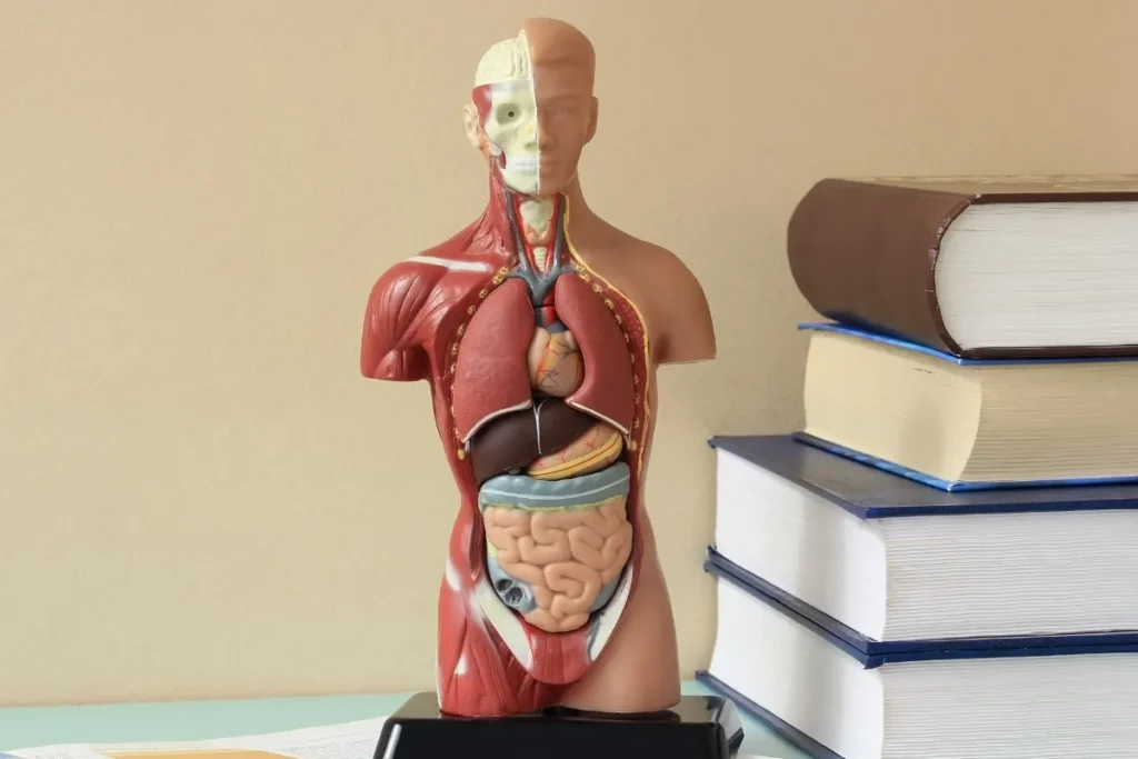 Modelo anatômico do corpo humano, destacando as partes internas, como músculos, órgãos e sistema digestivo, ilustrando a complexidade do organismo.