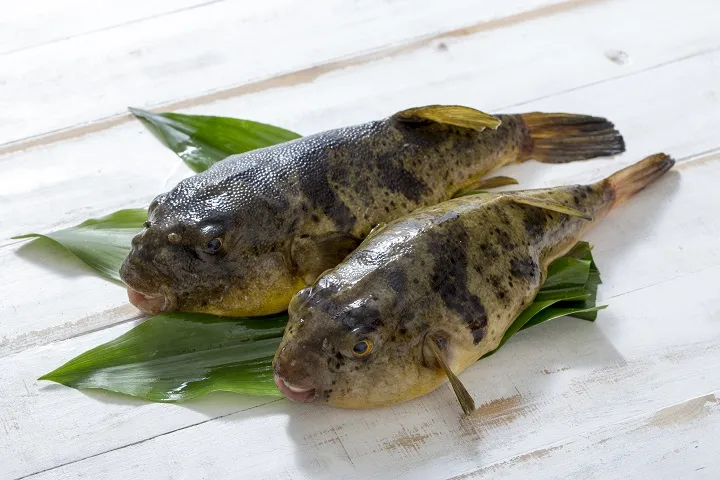 Peixe fugu, uma iguaria exótica japonesa, conhecida por seu preparo perigoso e sabor sofisticado