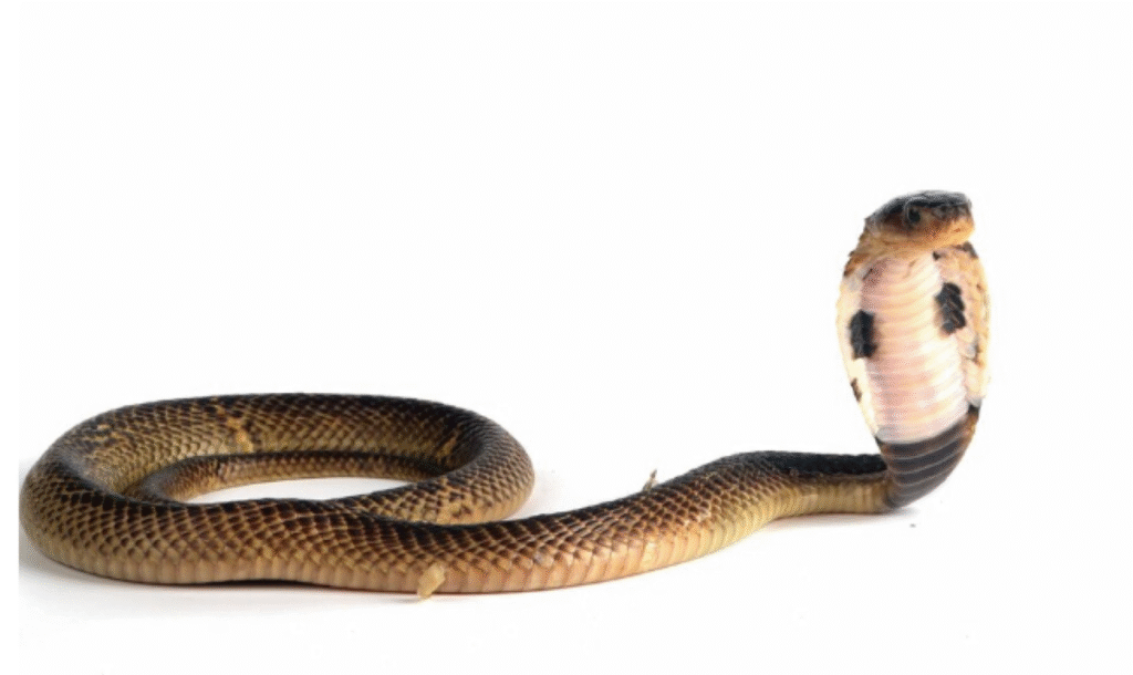 Cobra com capelo inflado em posição de alerta sobre fundo branco