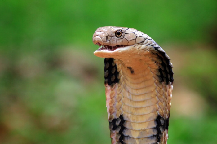 Cobra com capelo levantado em posição de alerta em meio à vegetação