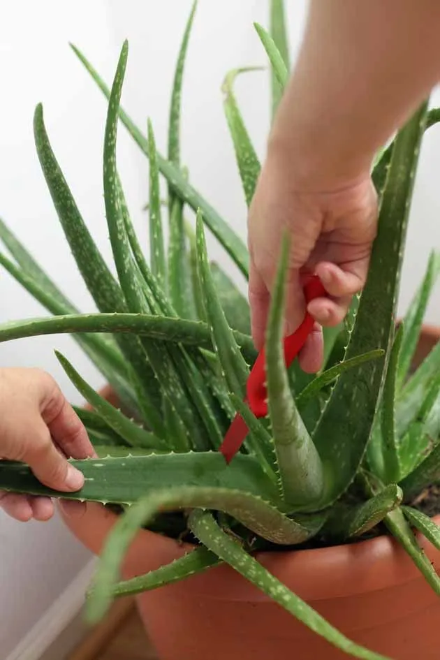 Pessoa cortando uma folha de Aloe Vera para extrair o gel.