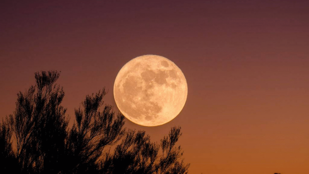 Vista impressionante de uma lua cheia brilhante no céu, com silhuetas de árvores à frente, criando uma cena serena ao entardecer.