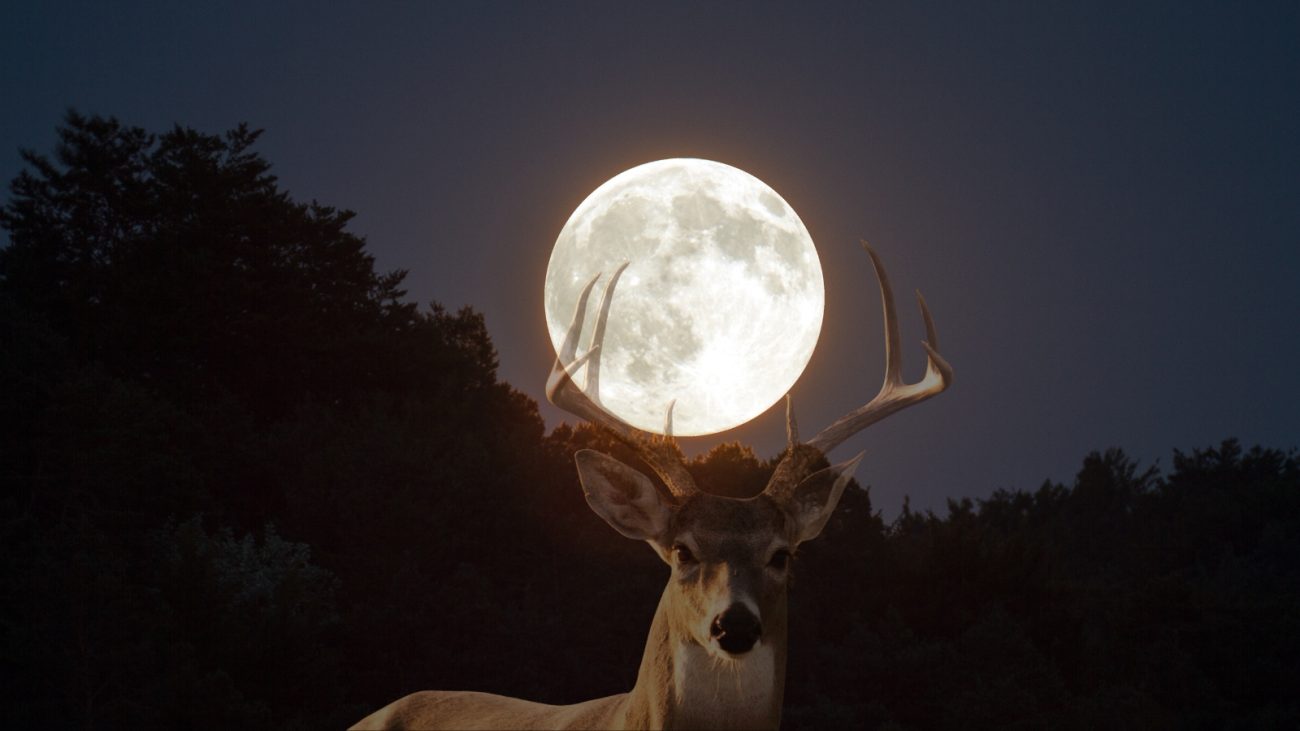 Veado com antlers majestosos em frente a uma lua cheia brilhante, em um cenário noturno com uma floresta ao fundo.