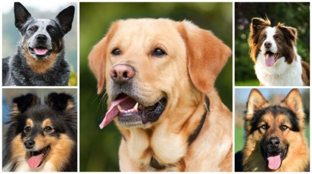 Imagem mostrando várias raças de cães mais inteligentes, incluindo o pastor australiano, labrador, border collie e outros.
