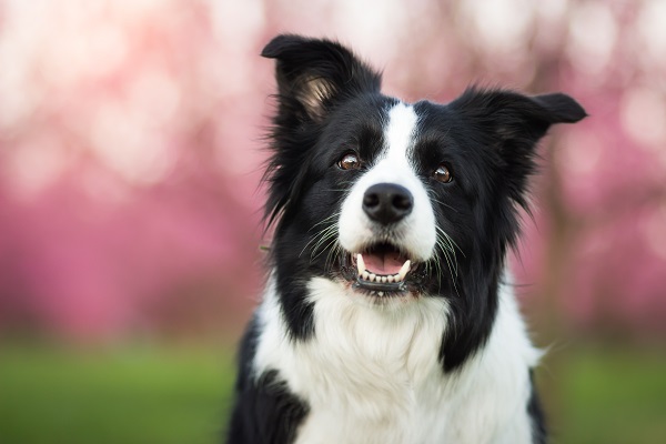 Border Collie sorrindo em um fundo desfocado com flores, uma das raças mais inteligentes do mundo.